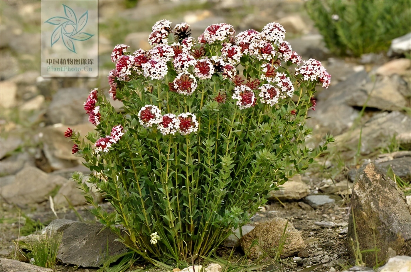 狼毒膏一日抹几次,一日一草图片大全集
