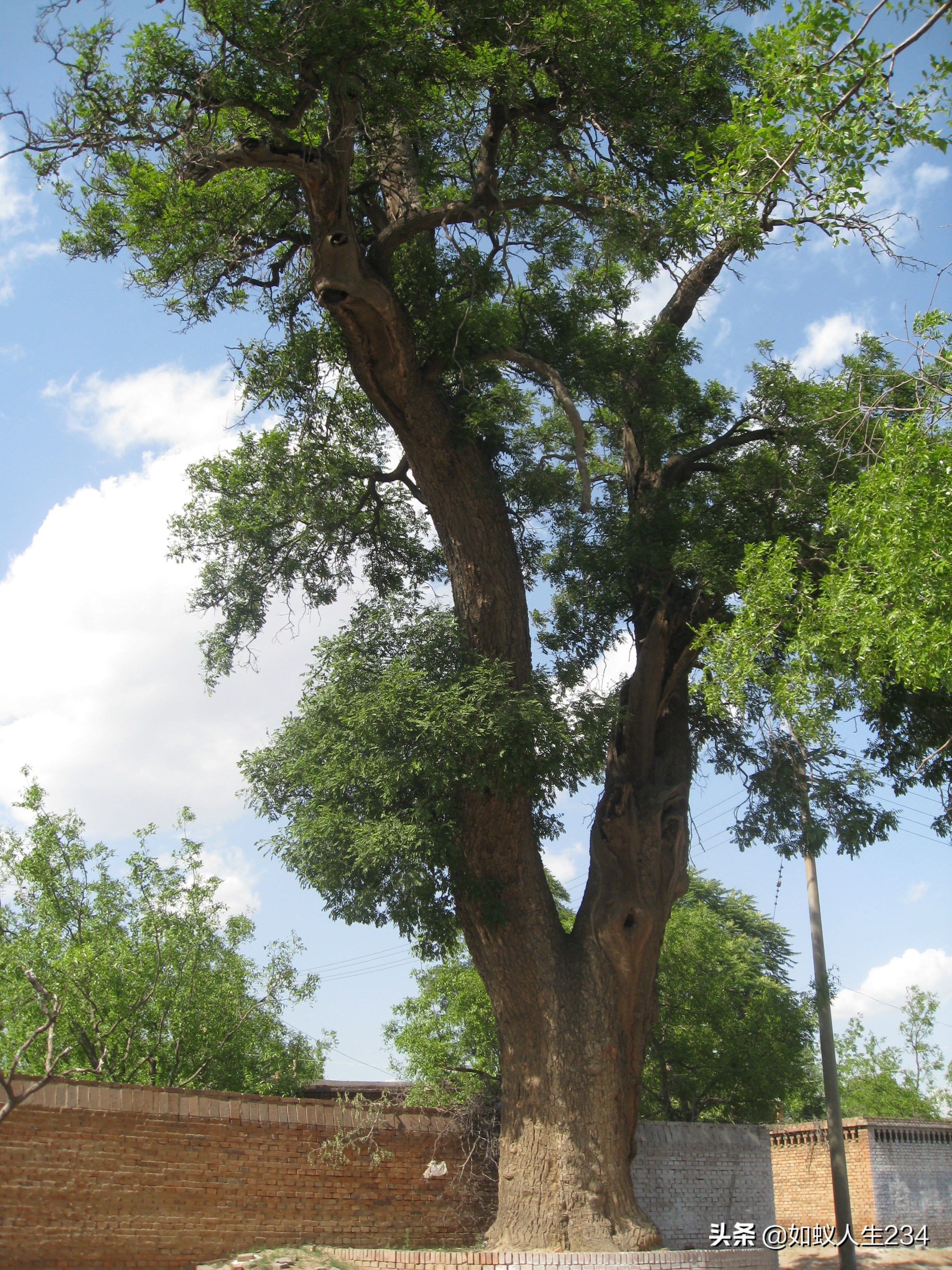 榆次地名,榆次地名来源