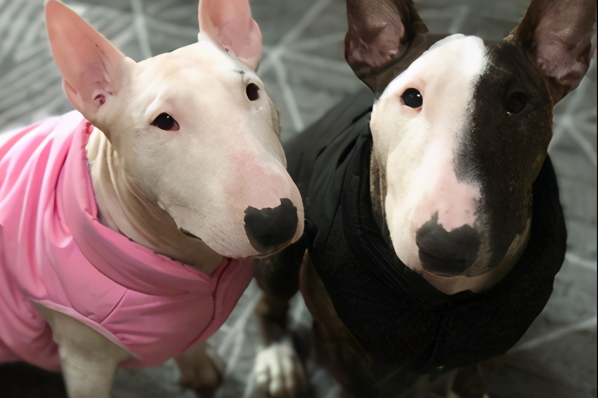 这十种狗狗是真的怕冷,这几种狗超怕冷出门要记得穿衣服