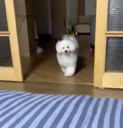 韩国exo吴世勋和朴灿烈,exo吴世勋鹿晗是亲兄弟吗