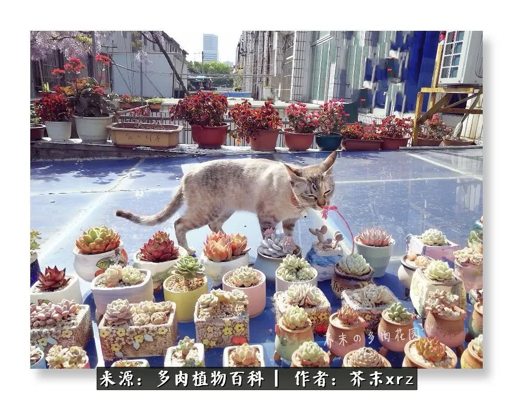 那个爱画多肉的小姑娘带着她的心头肉又来啦！