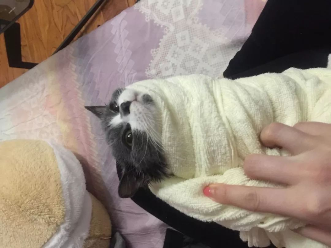 猫病特效药,猫病特效药一览表