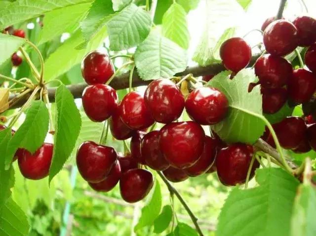 重庆周边摘樱桃,重庆北碚摘樱桃的地方