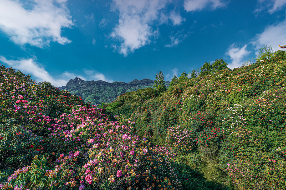 有关贵州的二十个知识,关于贵州的小知识