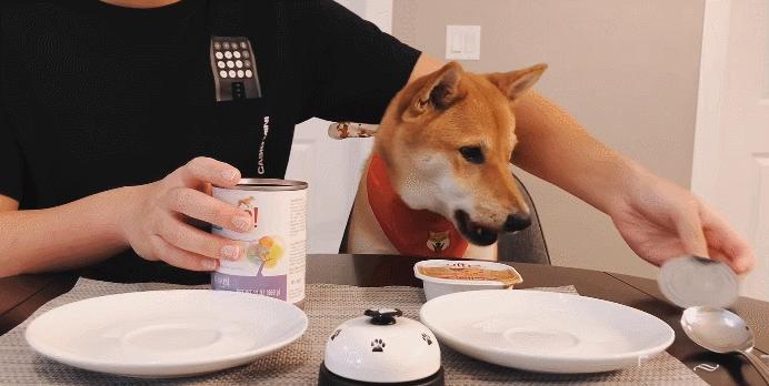 因为我的疏忽导致狗狗死亡,十只狗