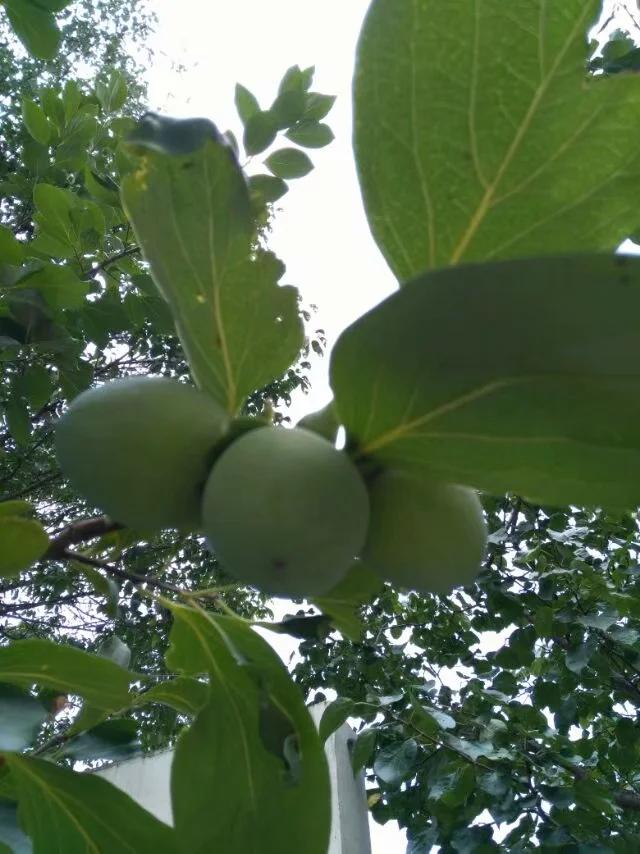 洛阳养子沟旅游,养子沟攻略