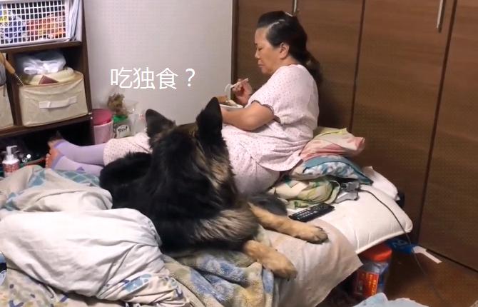 德牧躺在主人怀里睡觉,德牧躺着一动不动只喘气