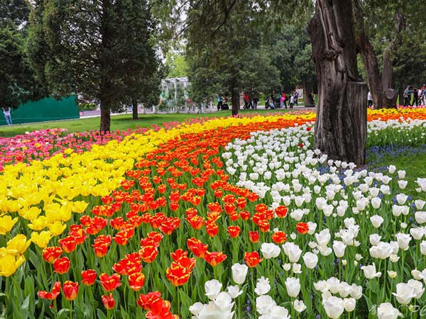 荷兰风俗习惯和禁忌,荷兰的历史风俗和风土人情
