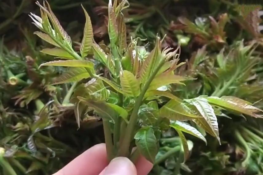 秋季适合吃香椿吗,春天吃香椿要注意哪些禁忌