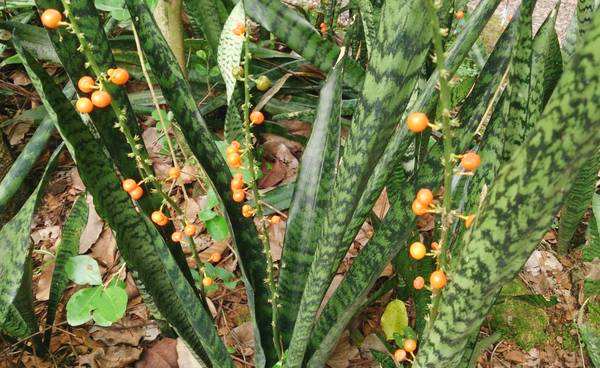 白玉虎皮兰水培烂根黄叶的原因,虎皮兰烂根黄叶