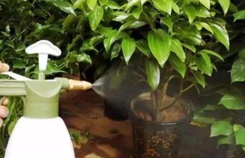 刚买回来的营养土怎么处理杀菌,营养土消毒方法和注意事项