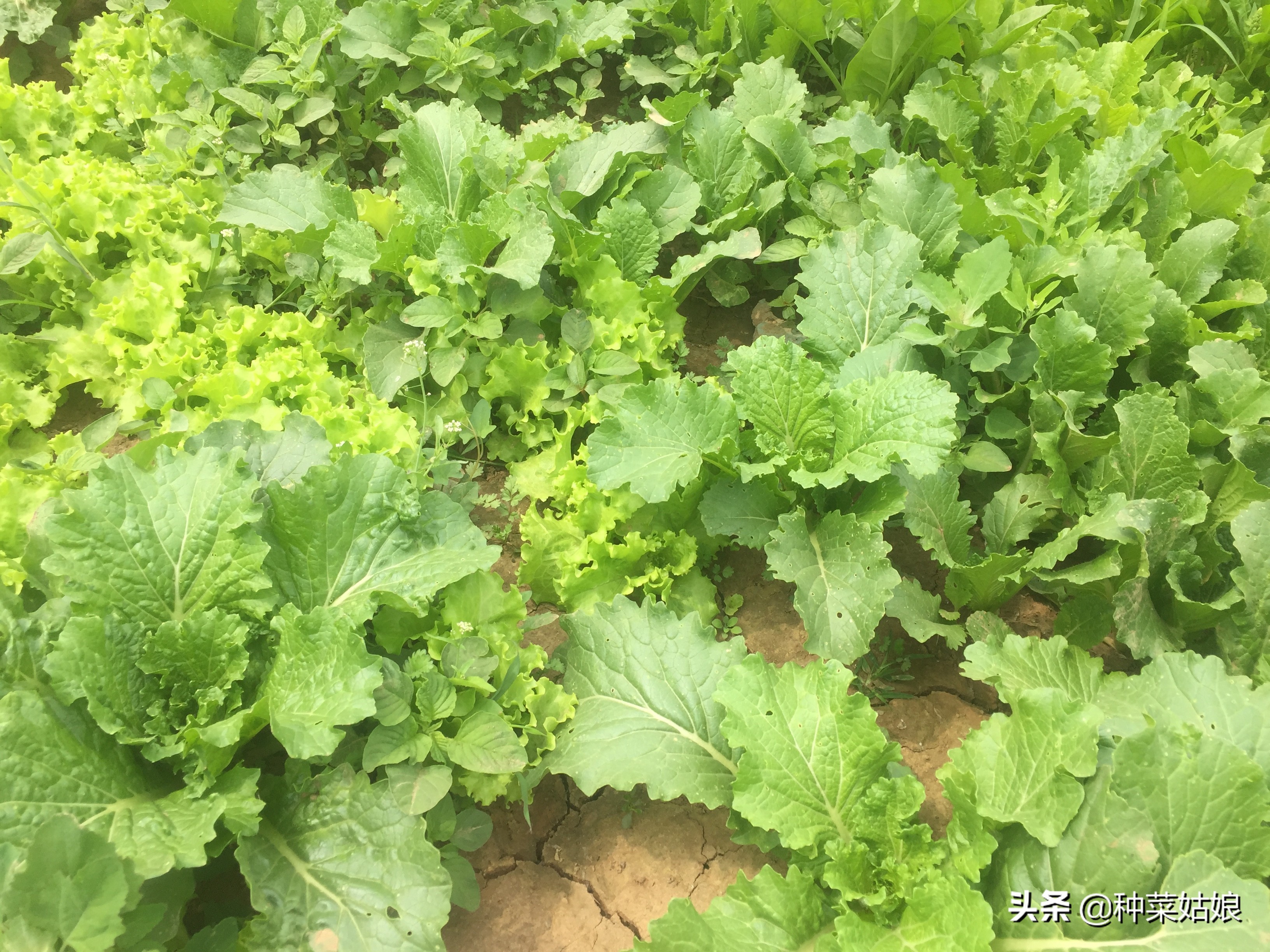 种菜怎么避免徒长,种菜如何防止烂根