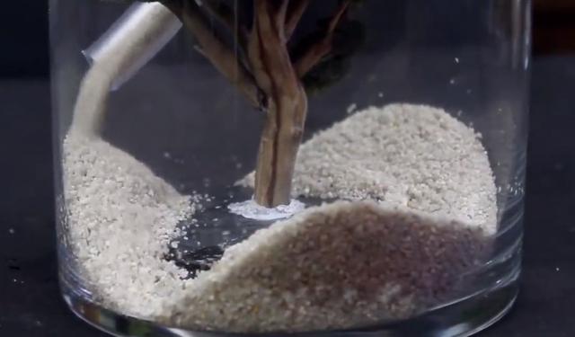 莫斯树到底好不好,莫斯树是什么