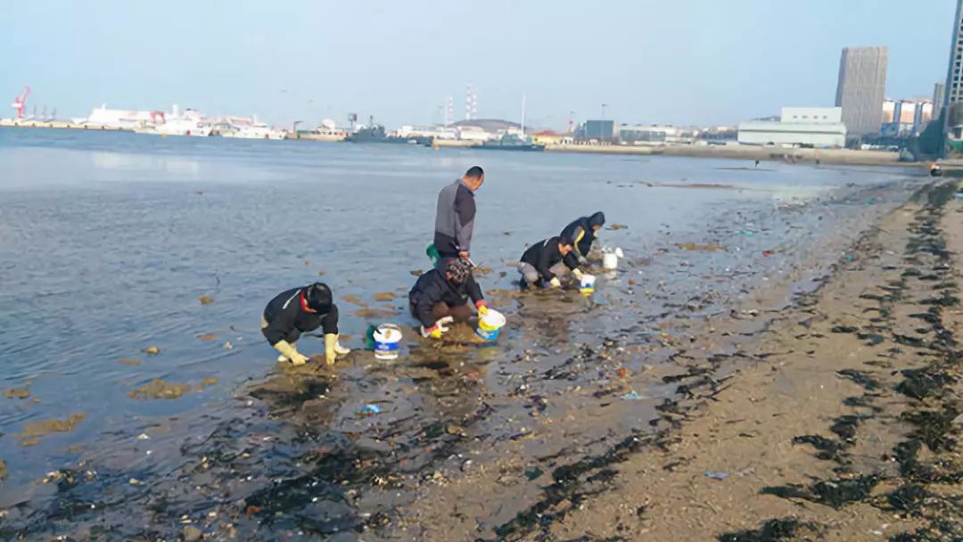 威海九龙湾海港的房子值不值得买,威海九龙湾片区