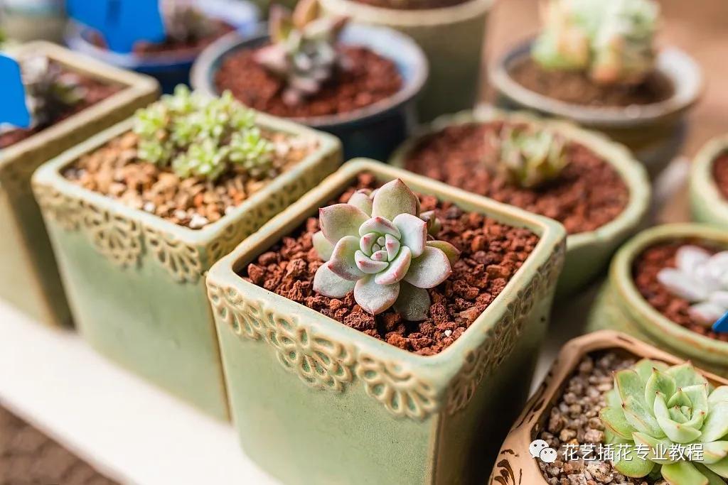 刚开业的花店怎么进货,想开家花店花从哪进货