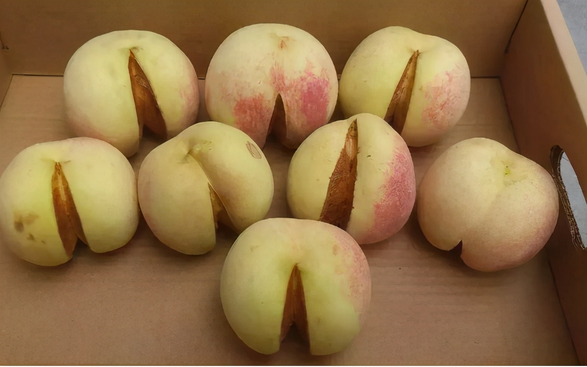 正宗又甜又脆的丑桃,即将灭绝的老品种桃子