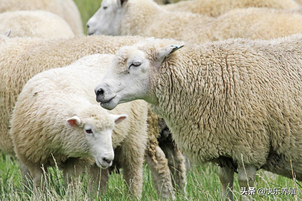 养殖20只母羊多久可以回本,养50只母羊当年能回本吗