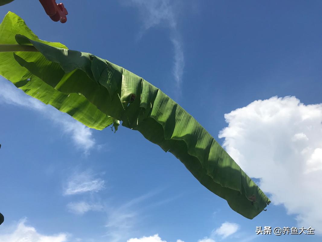 院子里种一棵芭蕉,院子里有芭蕉树好不好
