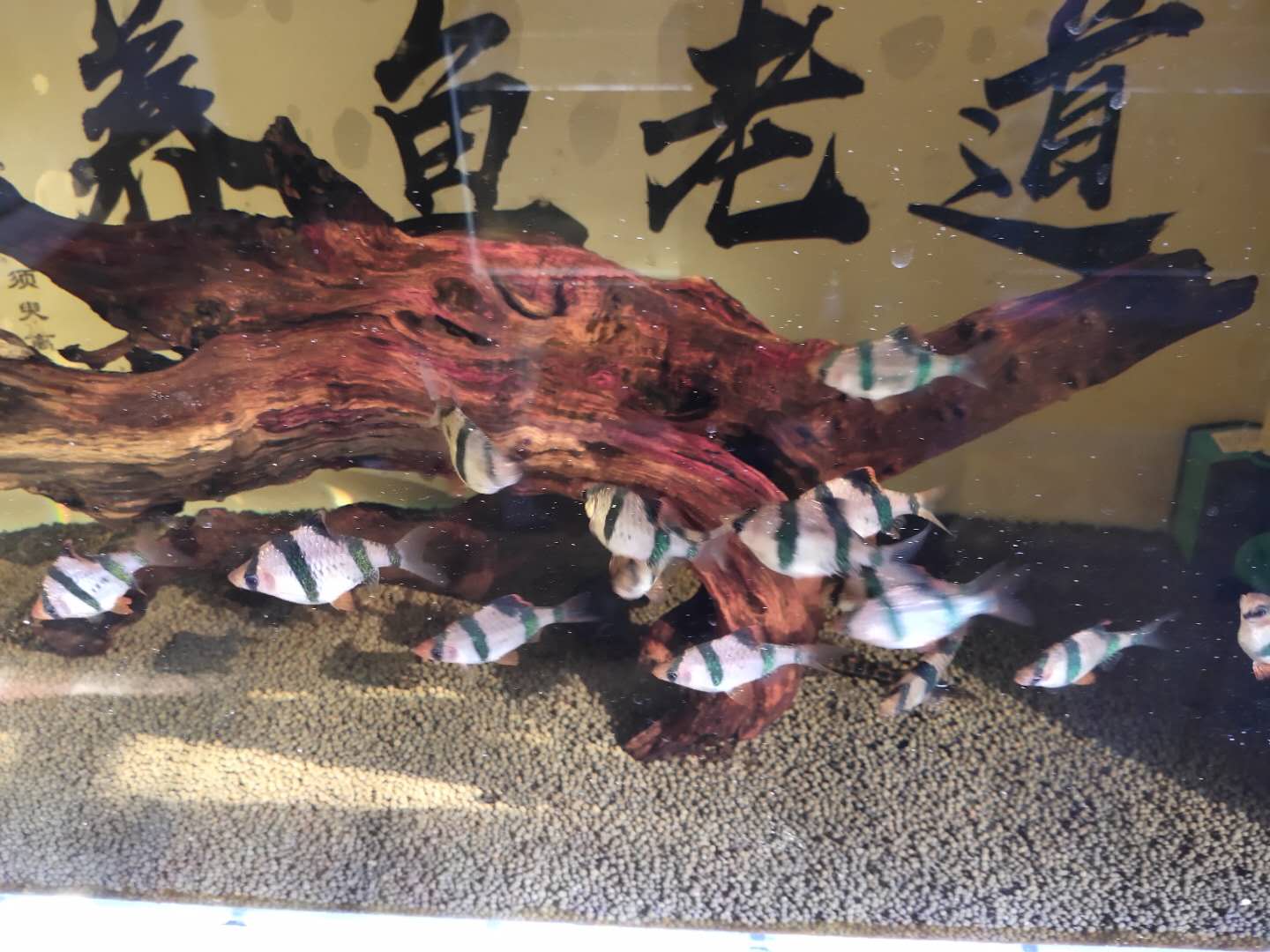 这六种观赏鱼不用加氧泵也能养好,如何养好观赏鱼技巧