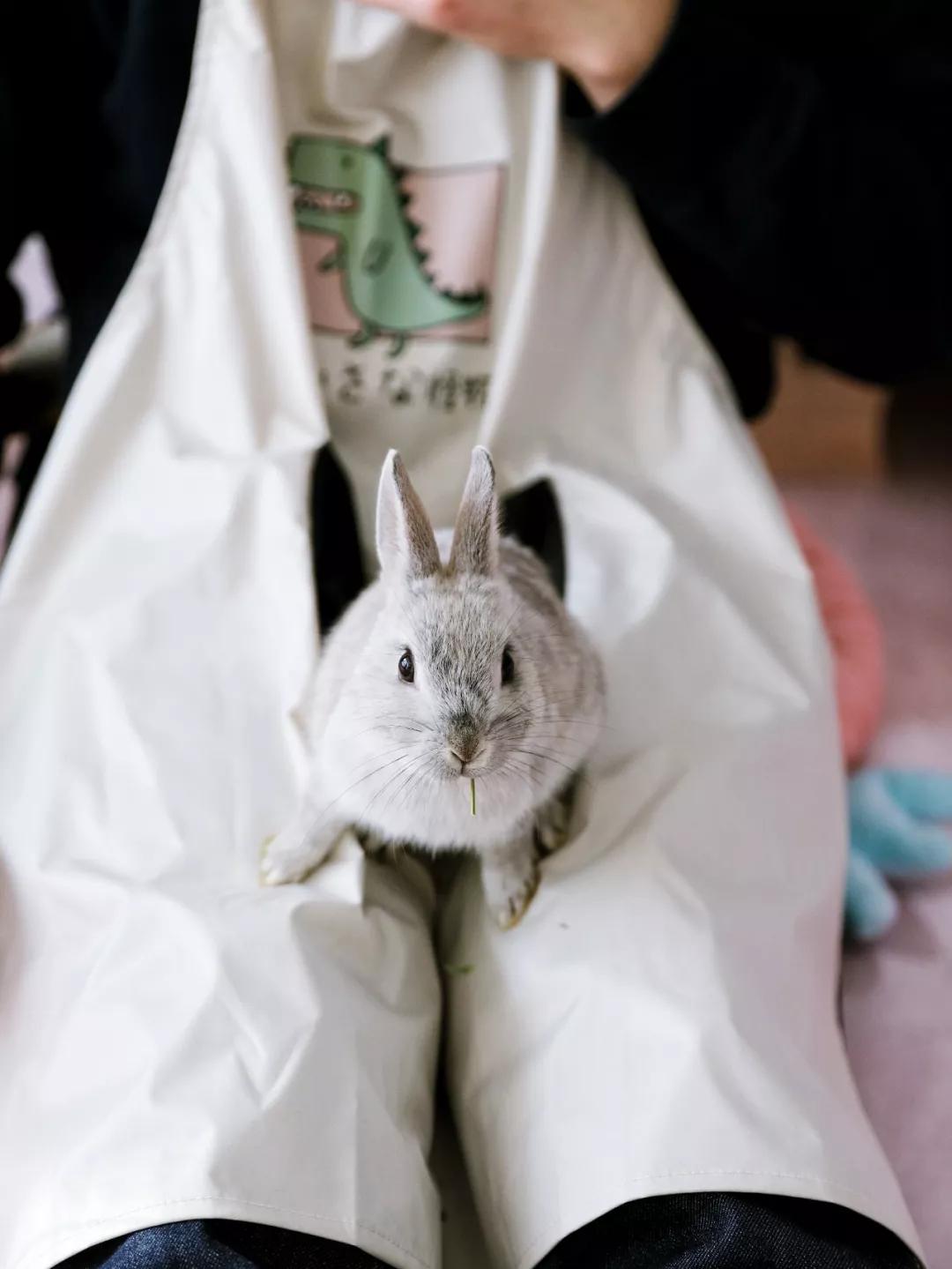 北京有没有撸猫的地方,福州撸兔兔的店