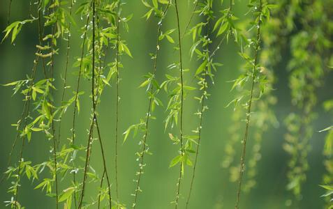 贺知章小学有哪几首诗,贺知章传颂千古的诗歌