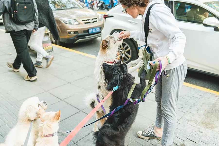 救流浪狗的真实记录,一外国人来中国救助流浪狗