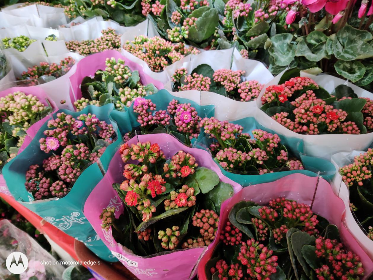 motorolaedges轻奢版什么处理器,motorolaedgespro深度评测