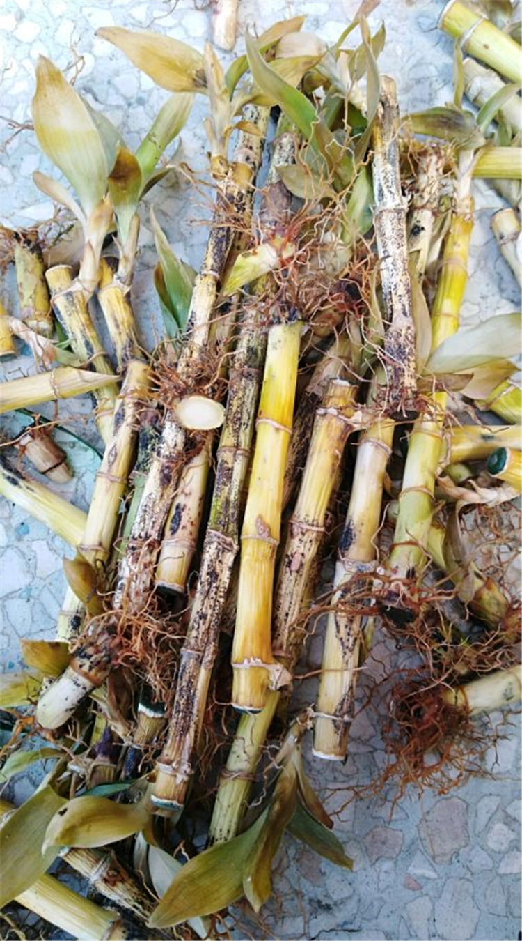 富贵竹为什么根部老是腐烂,富贵竹根部腐烂怎么解决