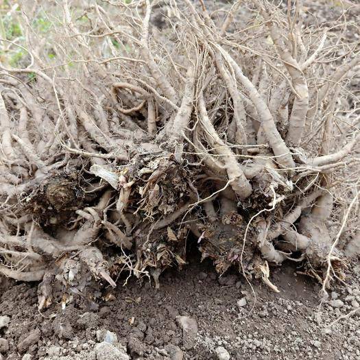 当归别名,当归药材的拉丁名称