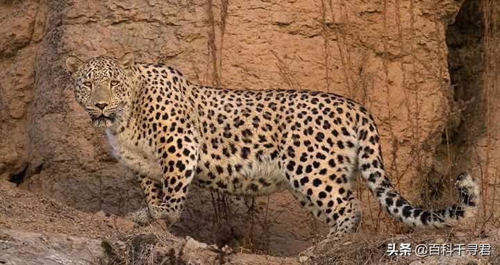 美洲豹是最强大的猫科,最凶猛的猫科动物美洲豹