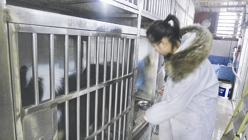 寄养宠物前需要注意什么,狗狗第一次寄养需要注意什么