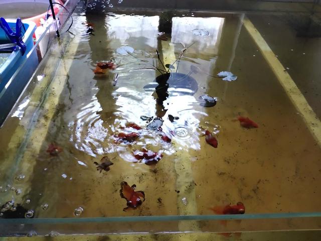 鱼缸里的观赏鱼老是死亡的原因,为什么养的小型观赏鱼每天都死