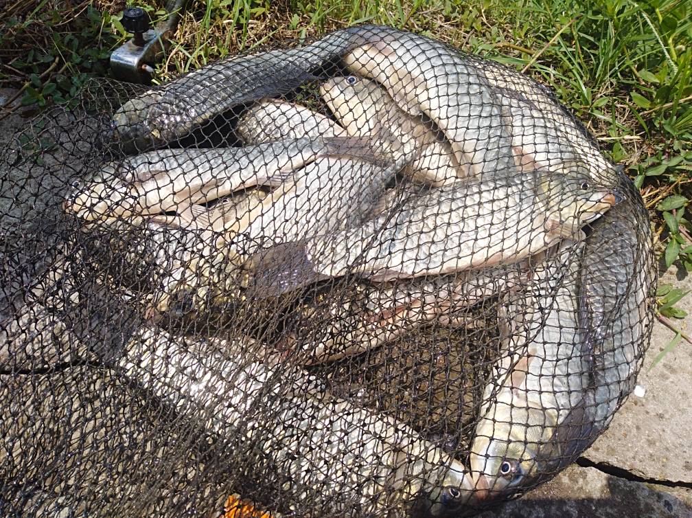 掌握钓鱼的技巧,掌握这几个野钓小技巧