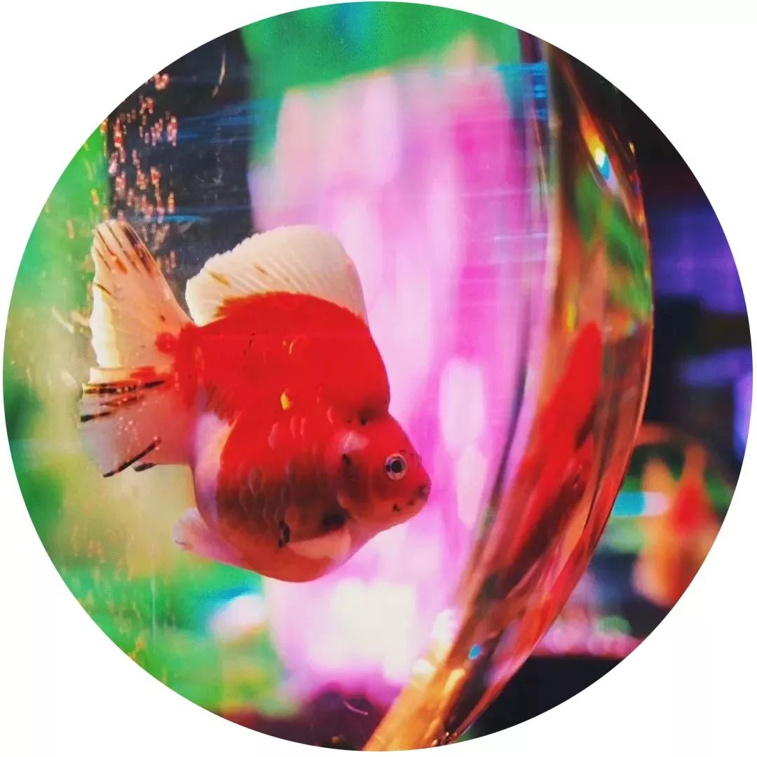 日本网红打卡艺术展,日本十大网红展