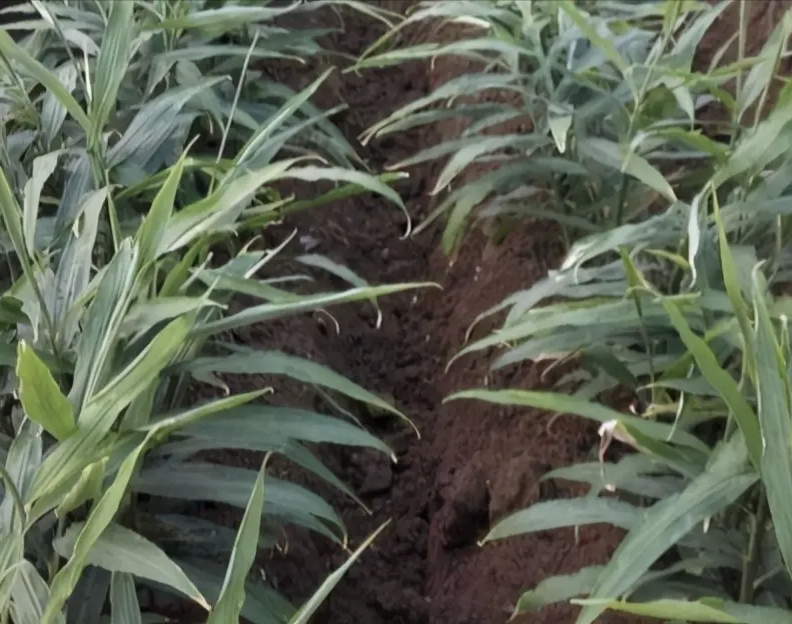 种植生姜一块姜出苗多好还是少好,生姜种植后如何提高产量