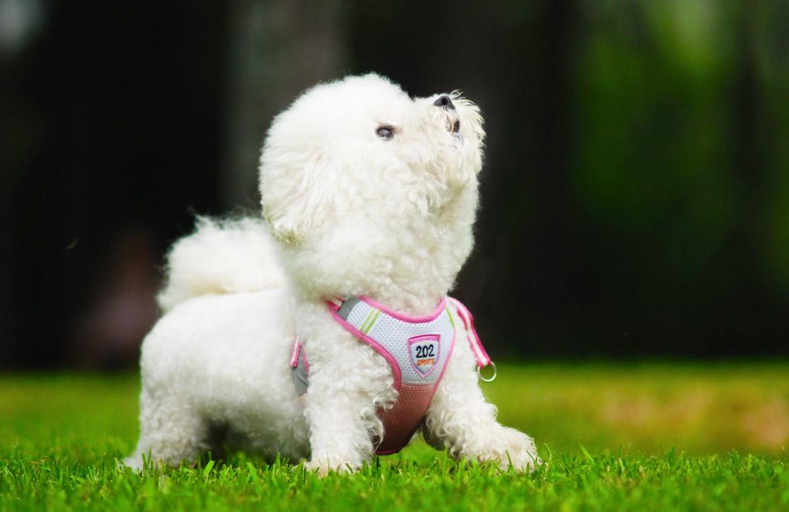 狗狗排行榜适合家养,狗狗最省心最好养的8种狗