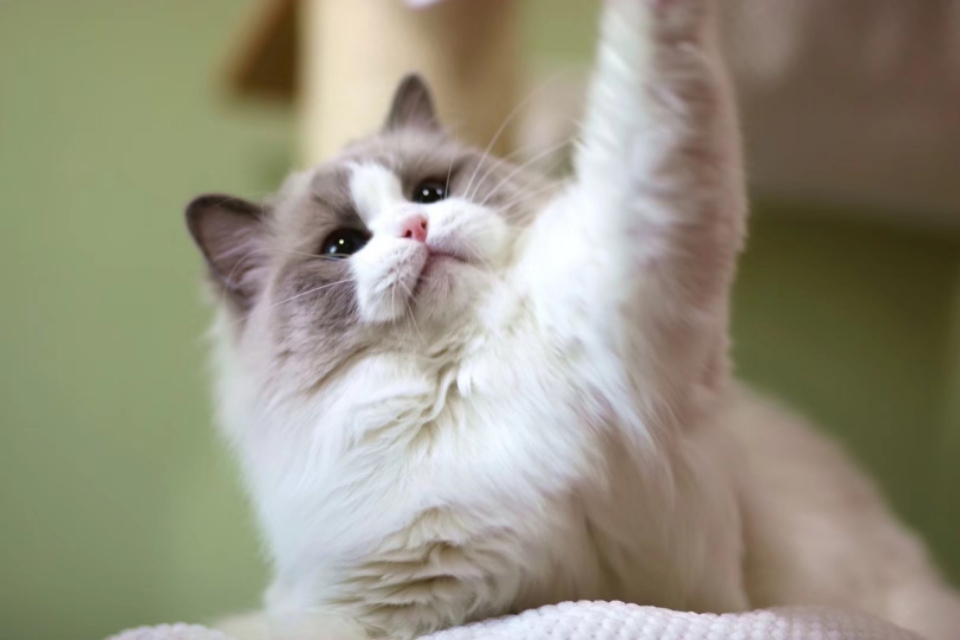 如何挑选布偶猫这几点需要注意,怎样挑选布偶猫的品相