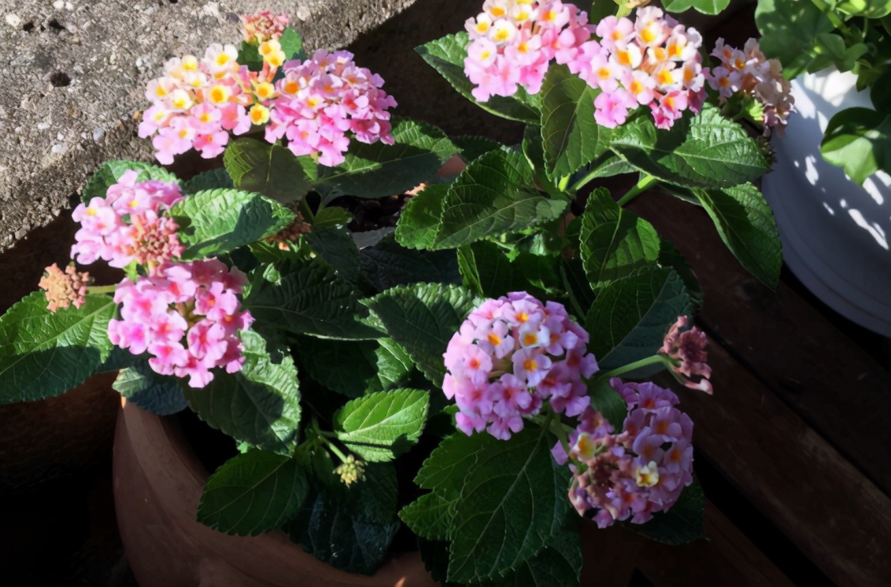 新手如何养好花卉,新手盆栽花怎么养