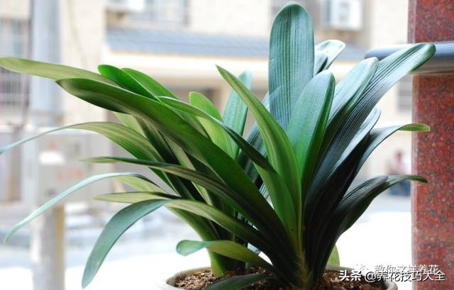 君子兰这样浇水,叶绿花大色更艳,一年能长6片叶