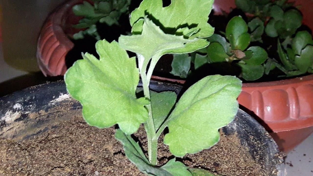 盆栽菊花第二年怎样重新养,菊花盆栽花开后花谢如何处理