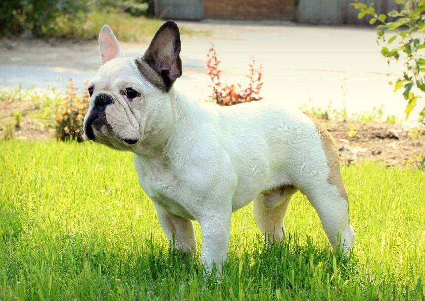 法国斗牛犬有什么优缺点要怎么养,纯种的法国斗牛犬大概要多少钱