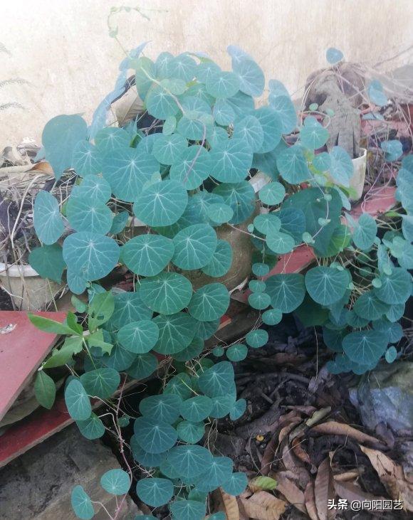 山乌龟养几年开花,养乌龟跟绿萝