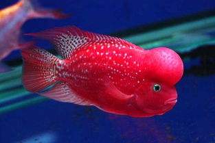 毒苗罗汉鱼饲养,罗汉鱼饲养教程上