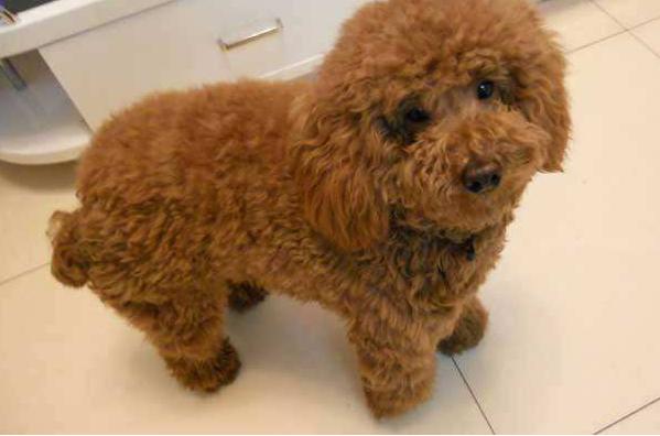 泰迪犬的六大缺点劝你最好别养,泰迪犬特殊的健康问题