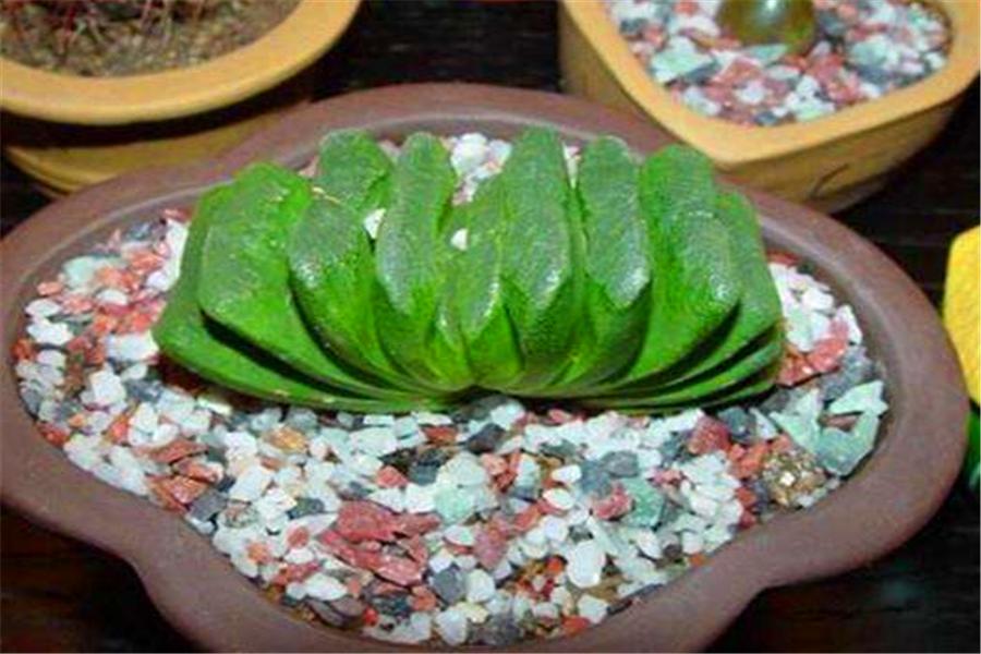 玉扇多肉适合什么盆,多肉玉扇稀有品种