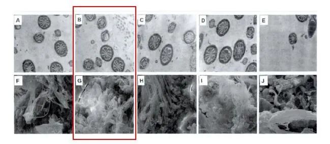 哪些中药方子对男性生育有帮助,补肾壮阳中药会提高睾酮吗