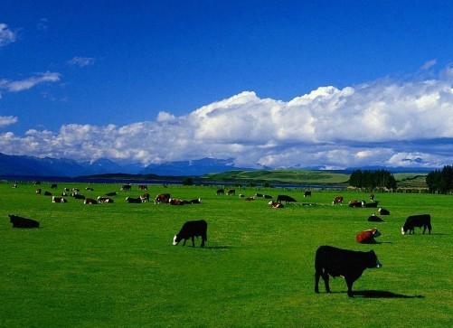 进口奶粉品牌口碑最好的前十名,bebeunicorn的进口奶粉是正品吗