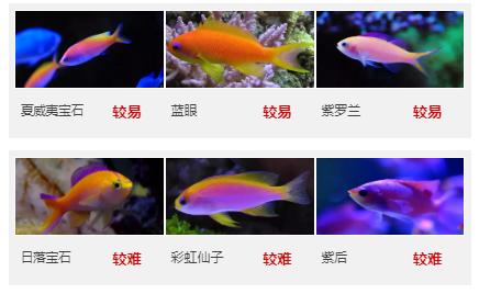 人见人爱观赏鱼,人见人爱的观赏鱼