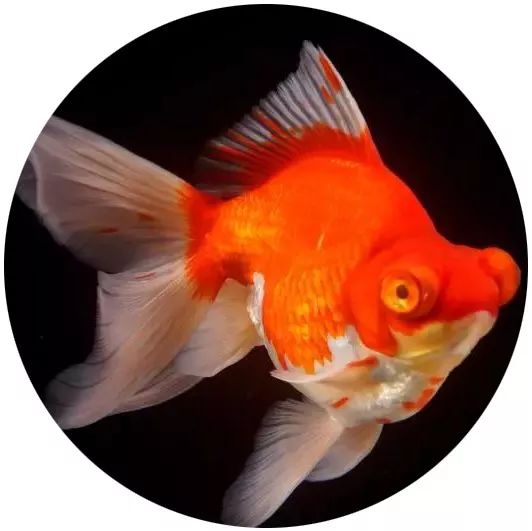 日本网红打卡艺术展,日本十大网红展