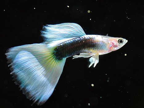 孔雀鱼不换水怎样防止烧尾,热带鱼孔雀为什么总死